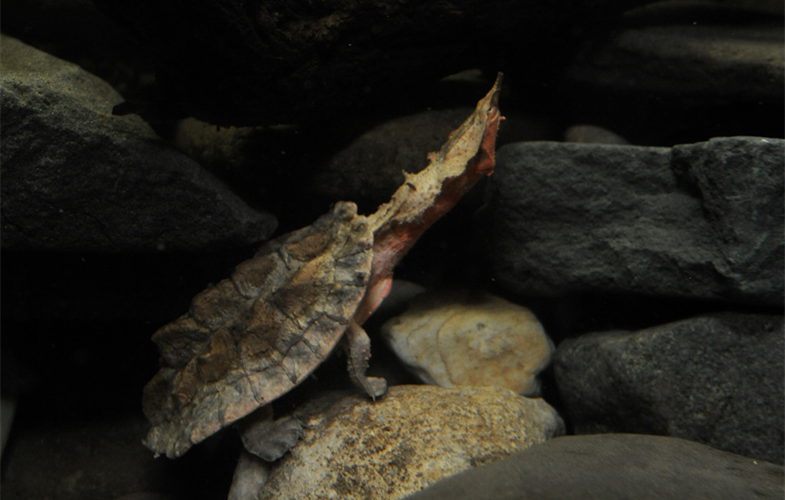 Matamata turtle CREDIT: Julie Larsen Maher/WCS